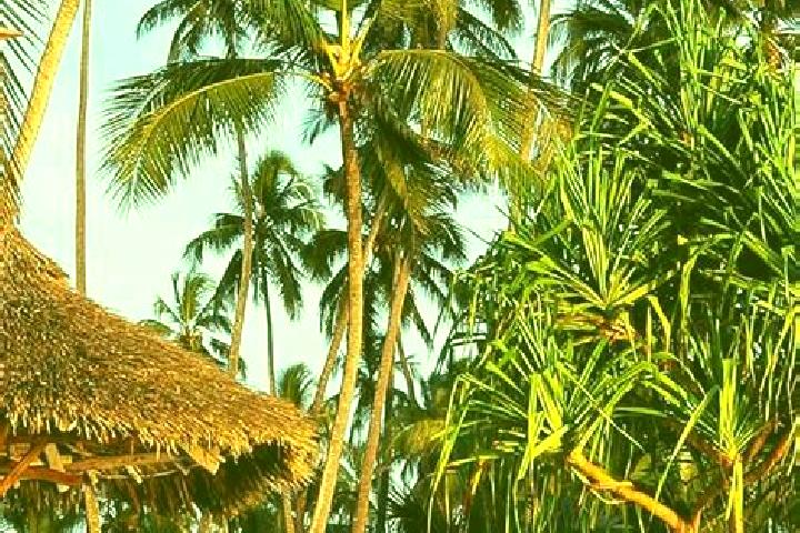 Ivy, 36 — Escort in Kandete, Tanzania