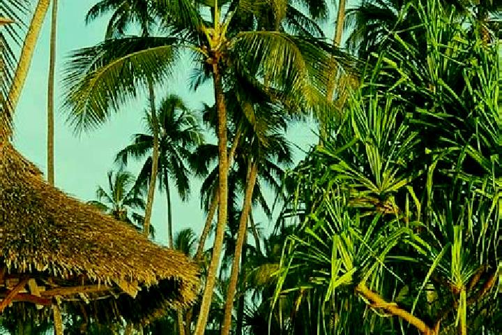 Ivy, 36 — Escort in Katumba, Tanzania