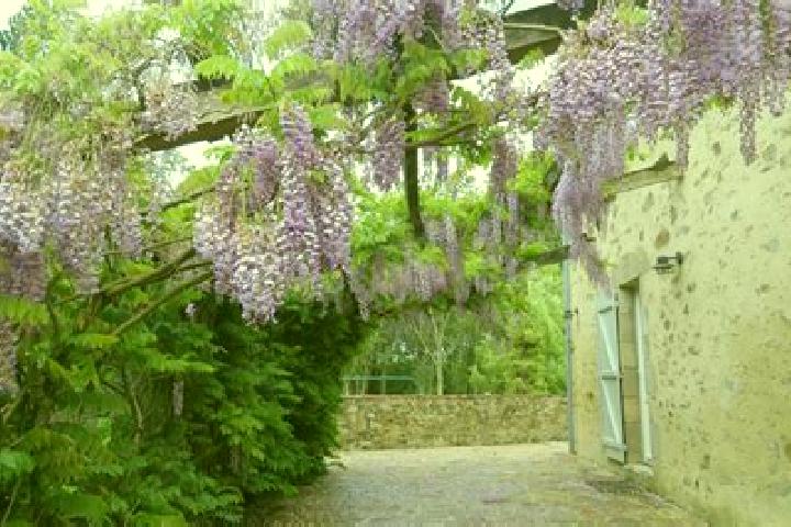 Ivy, 36 — Escort in Sainte-Flaive-des-Loups, France