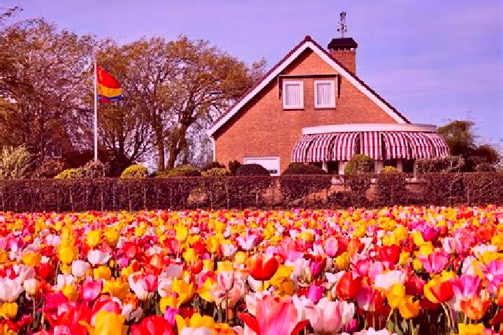 Ivy, 36 — Escort in Scharnegoutum, Netherlands