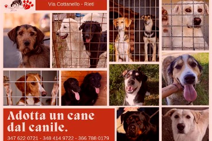 Ivy, 37 — Escort in Vejano, Italy