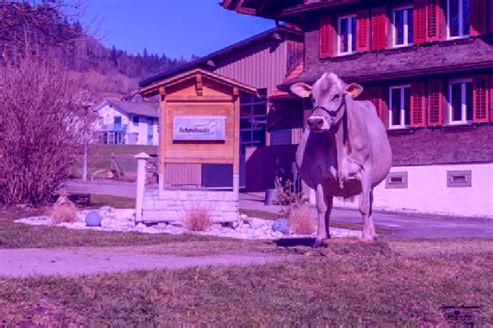 Jade, 20 — Escort in Benken, Switzerland