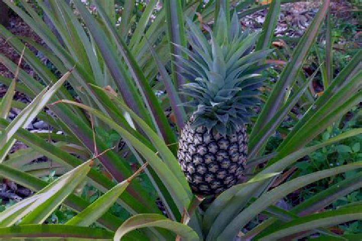 Jade, 23 — Escort in Ananas, Brazil
