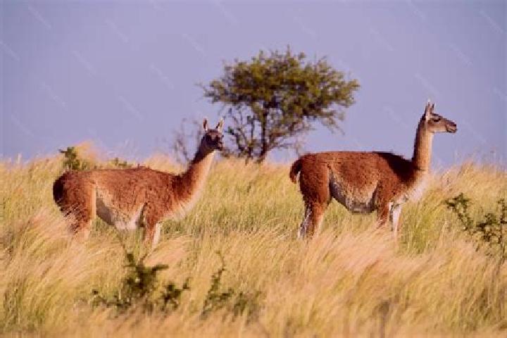 Jade, 23 — Escort in Pampa de los Guanacos, Argentina