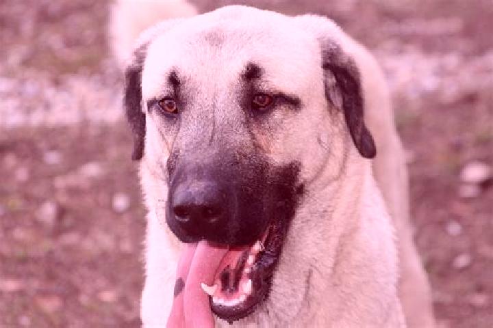 Jade, 26 — Escort in Kangal, Turkey