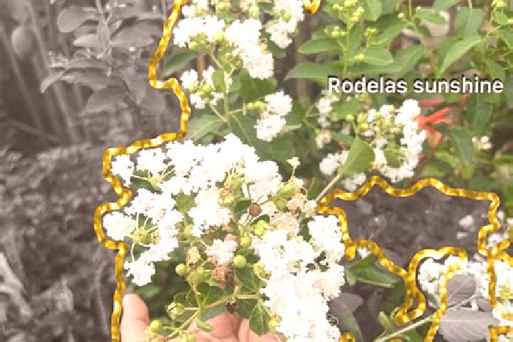 Jade, 28 — Escort in Rodelas, Brazil