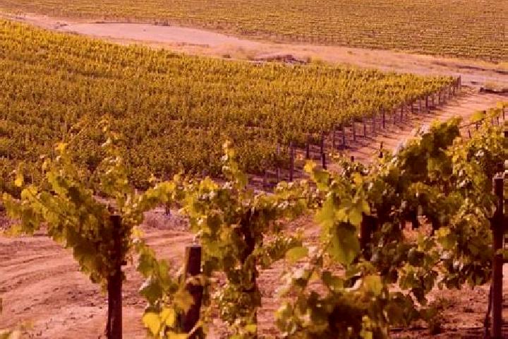 Jade, 32 — Escort in Vineyard, Australia