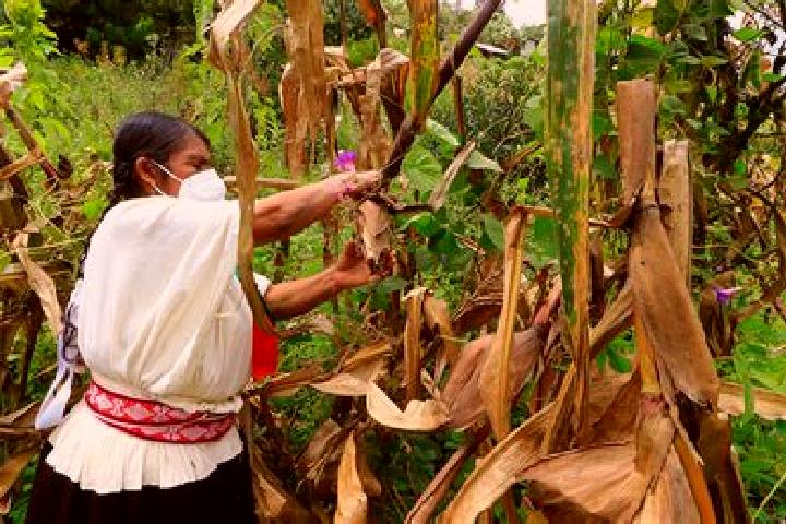 Jade, 33 — Escort in Paso de la Milpa, Mexico