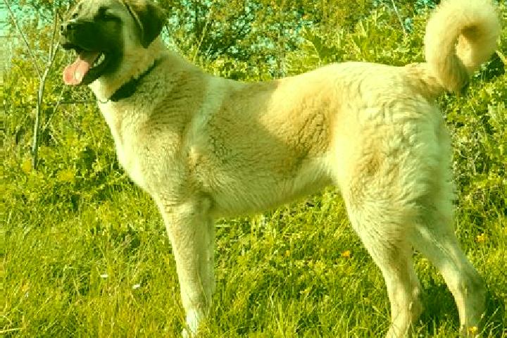 Jade, 34 — Escort in Kangal, Turkey