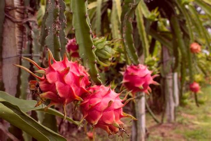 Jade, 36 — Escort in Panuco (La Pitahaya) [Nuevo Centro de Poblacion], Mexico