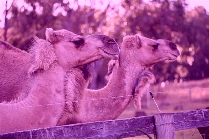 Jade, 38 — Escort in Dromedary, Australia