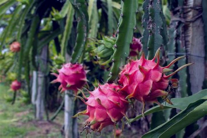 Kinsley, 20 — Escort in Panuco (La Pitahaya) [Nuevo Centro de Poblacion], Mexico