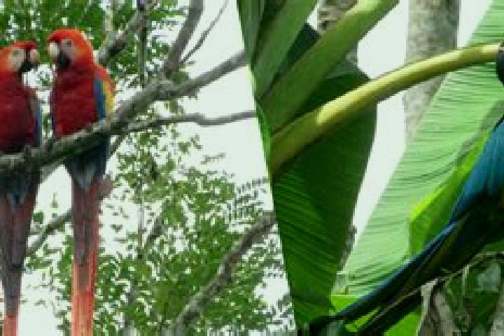 Kinsley, 27 — Escort in Guacamayas, Colombia