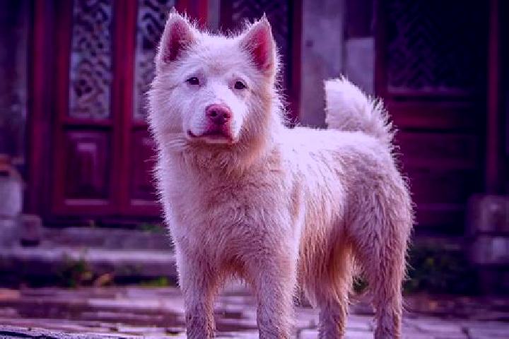 Kinsley, 29 — Escort in Lingxi, China