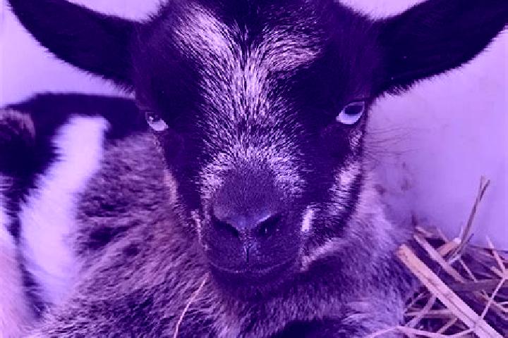 Kinsley, 30, a black grey-eyed caribbean companion based in Civrac-de-Blaye. Offering Travel Companion, Overnight, Dinner Date, Roleplay. Available for incal...