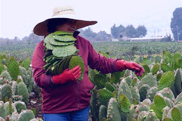 Kinsley, 30 — Escort in La Nopalera, Mexico