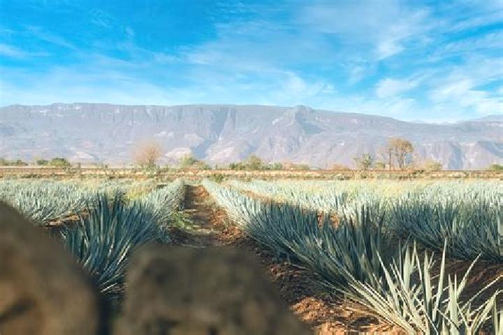 Kinsley, 32 — Escort in Chimaltitan, Mexico