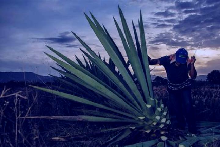 Kinsley, 33 — Escort in Santiago Matatlan, Mexico