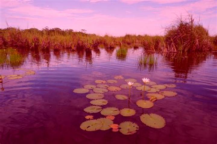 Kinsley, 34 — Escort in Pantanal, Mexico