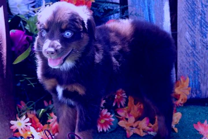 Kinsley, 35, a red blue-eyed caribbean companion based in Grossloebichau. Offering Domination, Roleplay, GFE. Available for incall and outcall, overnight boo...