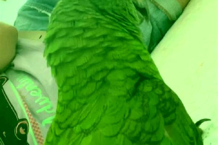 Kinsley, 36 — Escort in Papagaios, Brazil