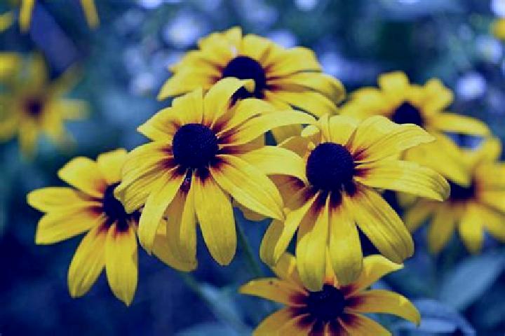 Kinsley, 38, a black blue-eyed caucasian companion based in San Luis. Offering Fetish, Overnight, Deep French Kissing, Roleplay. Available for incall and out...