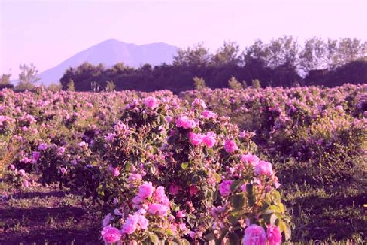 Kinsley, 38 — Escort in El Organal, Mexico