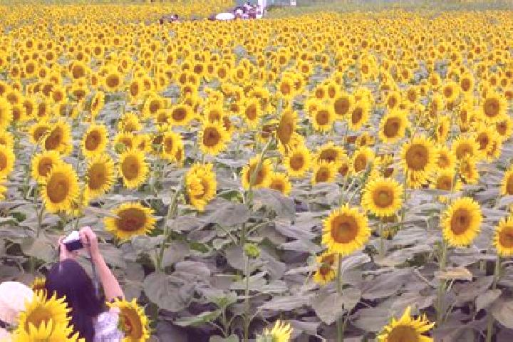 Kinsley, 38 — Escort in Kiyose, Japan