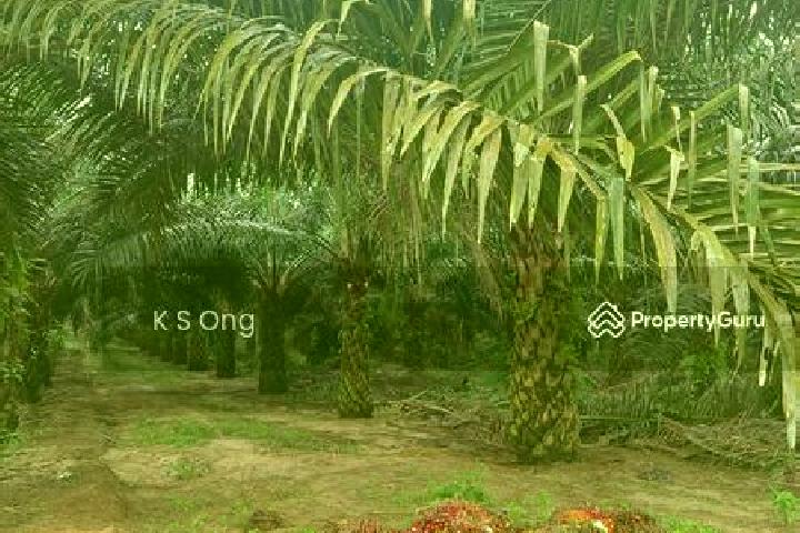 Kinsley, 39 — Escort in Paloh, Malaysia