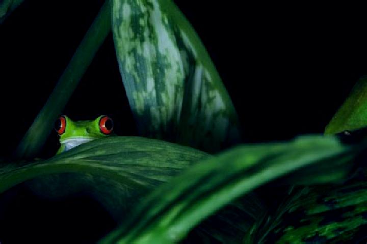 Layla, 20, a red green-eyed caribbean companion based in Cofradia de Juanacatlan. Offering OWO, Roleplay, A-Level. Available for incall and outcall, overnigh...