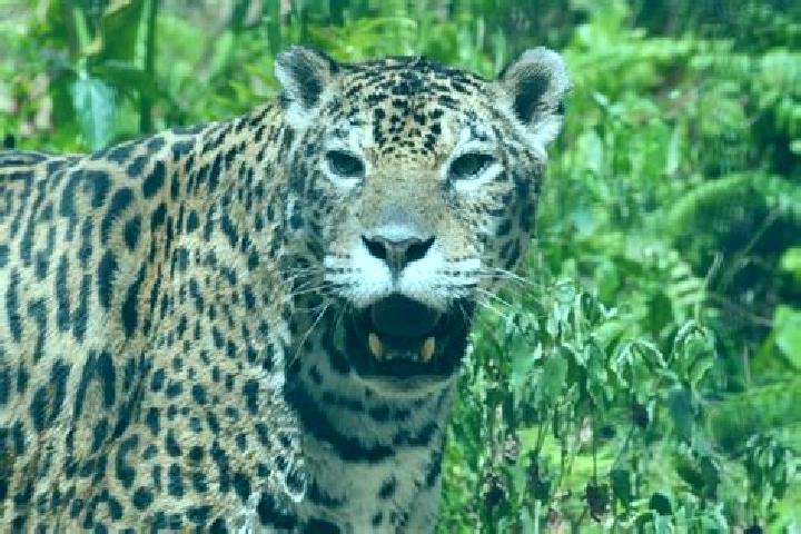 Layla, 26 — Escort in Santiago Comaltepec, Mexico