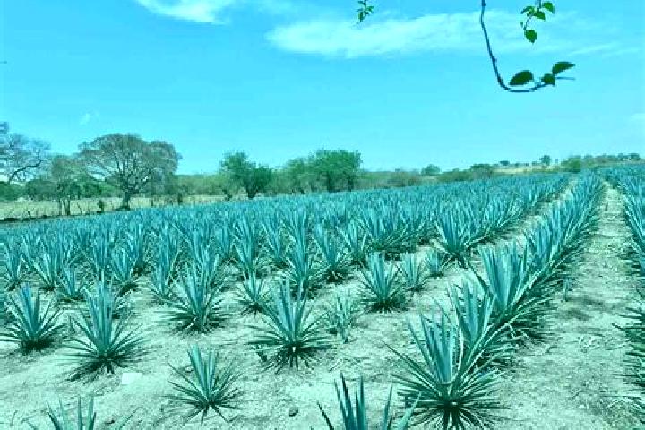 Layla, 27 — Escort in San Miguel Coatlan, Mexico