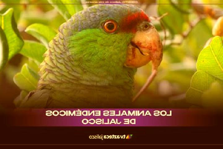 Layla, 30 — Escort in San Juan Tecomatlan, Mexico