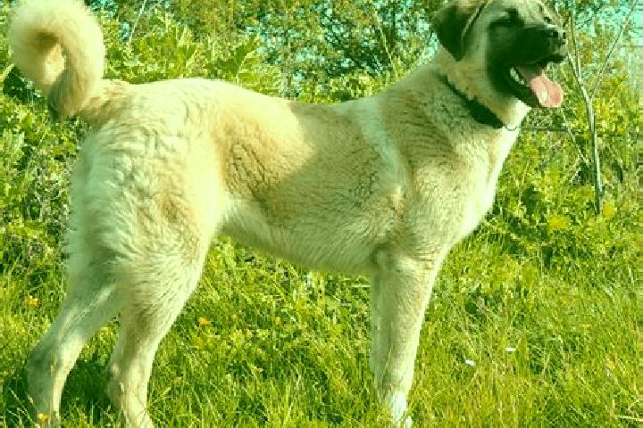 Layla, 31 — Escort in Kangal, Turkey