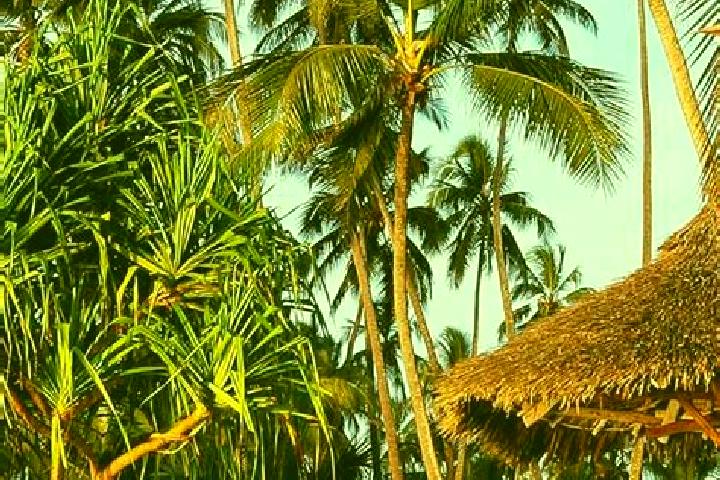 Layla, 33 — Escort in Merelani, Tanzania