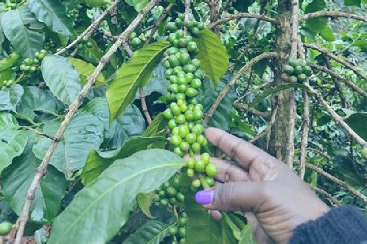 Layla, 39 — Escort in Rodi, Kenya
