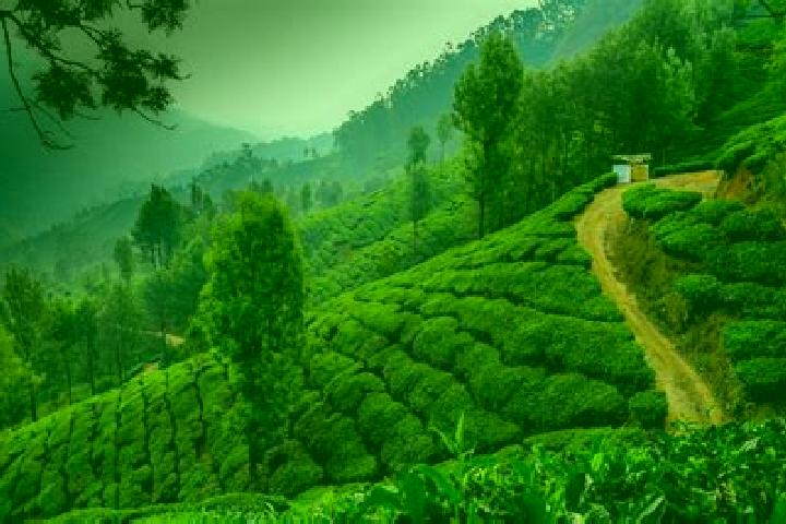 Lillian, 23 — Escort in Munnar, India
