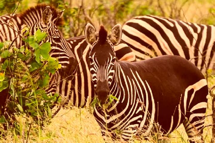 Lillian, 25 — Escort in Zebra, Ivory Coast