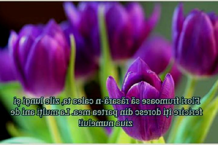Lillian, 31 — Escort in Sambata de Jos, Romania
