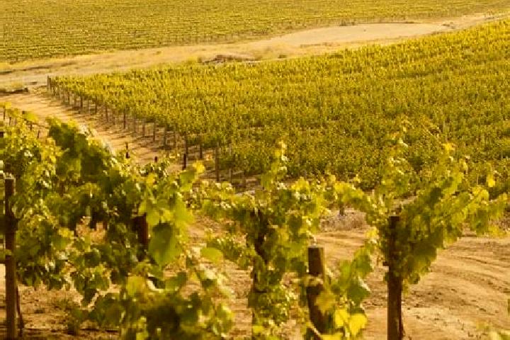 Lillian, 33 — Escort in Vineyard, Australia