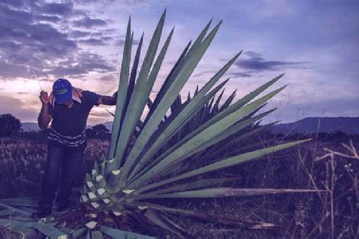 Lily, 20 — Escort in Santiago Matatlan, Mexico