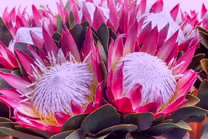 Lily, 21 — Escort in Madras A, South Africa
