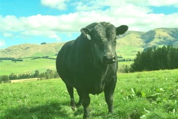 Lily, 23 — Escort in Bulls, New Zealand
