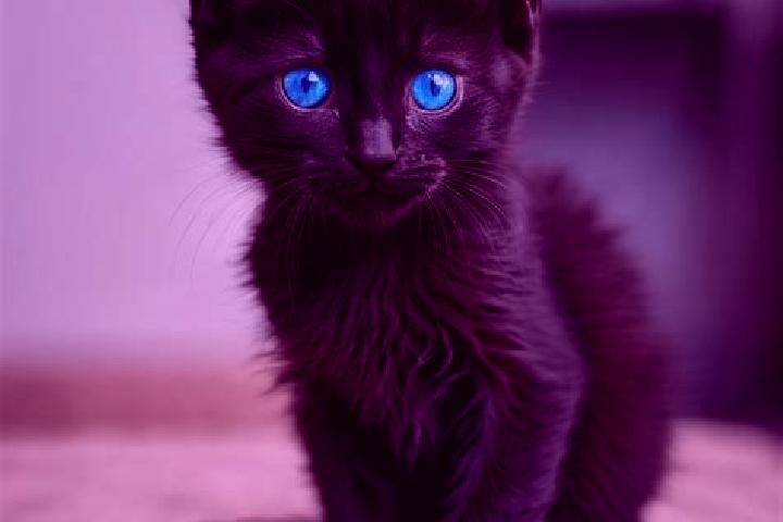 Lily, 24, a black blue-eyed mediterranean companion based in Bongaigaon. Offering Tantra, Roleplay, OWO. Available for incall and outcall, day and evening da...