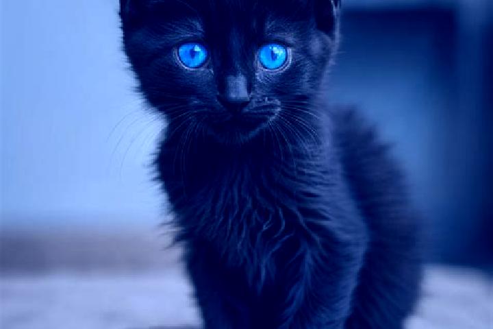 Lily, 24, a black blue-eyed mediterranean companion based in Loleta. Offering OWO, Striptease, Travel Companion, BDSM. Available for incall and outcall, over...