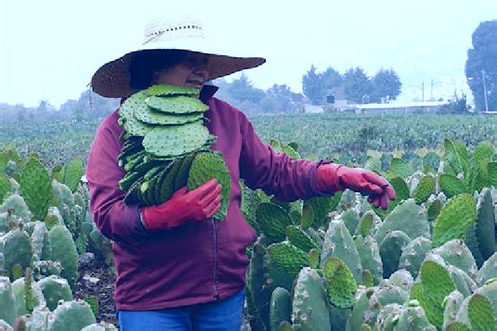 Lily, 25 — Escort in Nopalera, Mexico