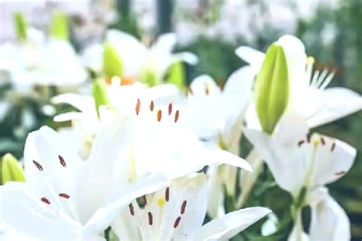 Lily, 27 — Escort in Karaburcak, Turkey