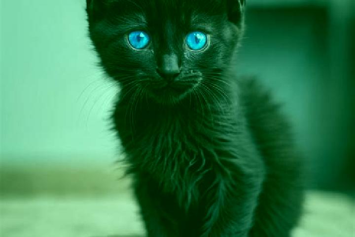 Lily, 33, a black blue-eyed mediterranean companion based in Nydek. Offering OWO, Erotic Massage, Fetish, Domination. Available for incall and outcall, day a...