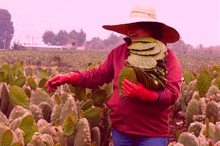 Lily, 37 — Escort in Nopalera, Mexico