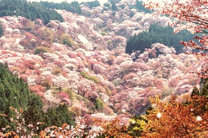 Lily, 37 — Escort in Settsu, Japan